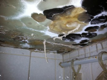 Mold Detection by Day & Night Emergency Services, LLC in Queen Creek, AZ
